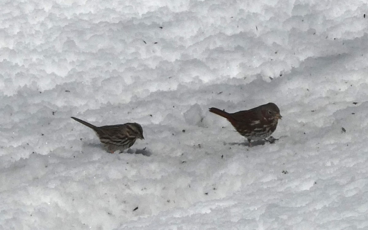 Song Sparrow - Ruth Stewart