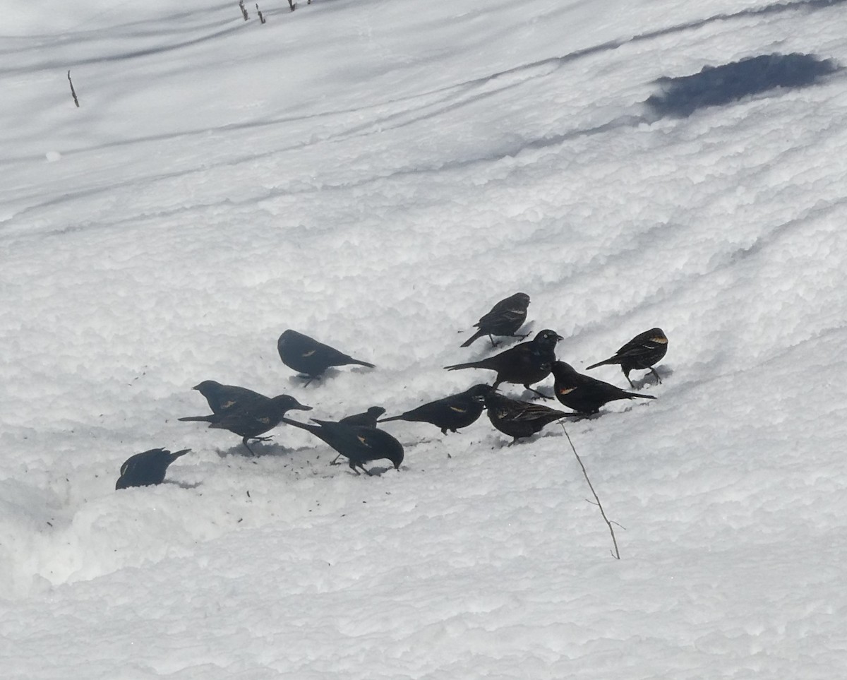 Red-winged Blackbird - ML616693589