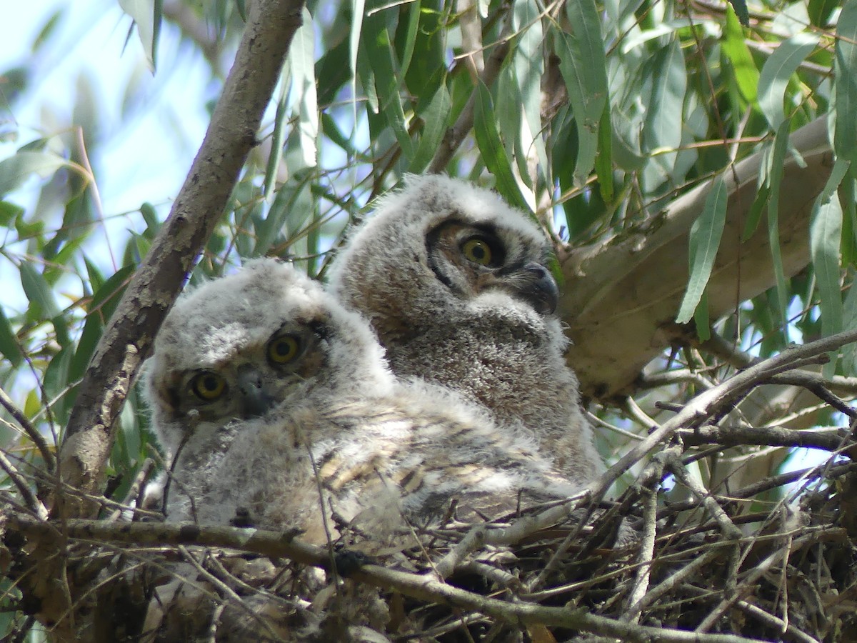 Great Horned Owl - ML616693621