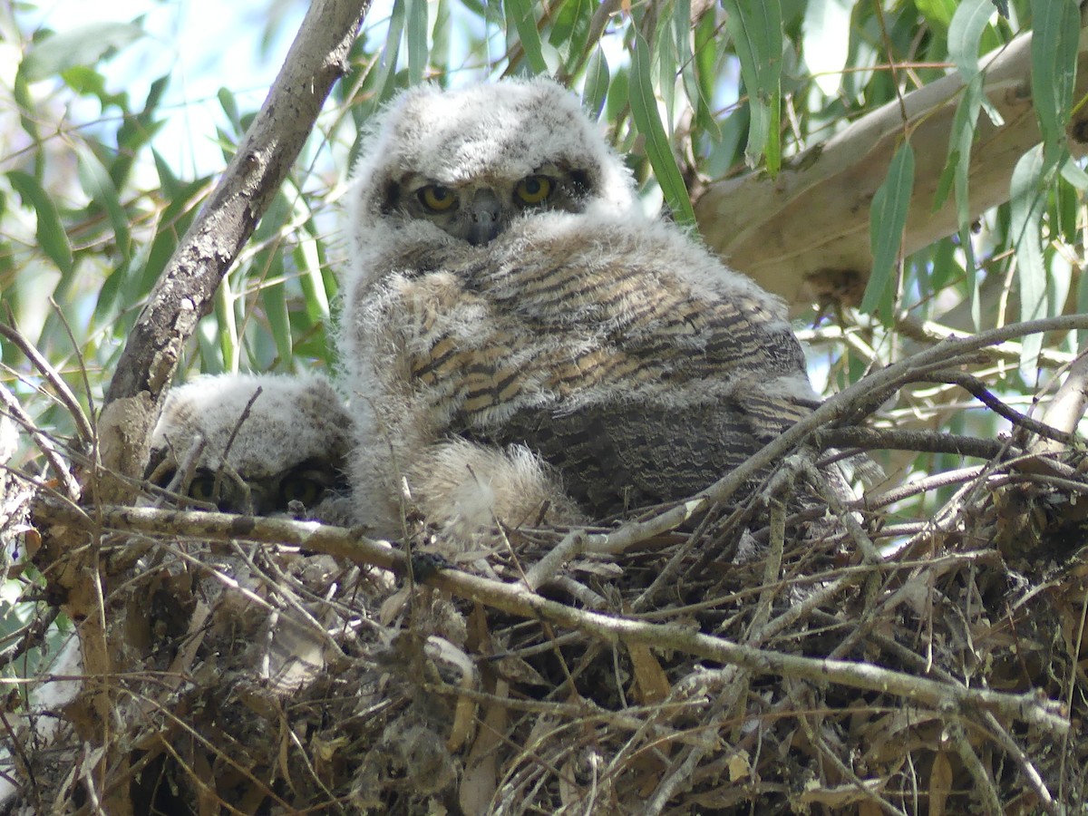 Great Horned Owl - ML616693622