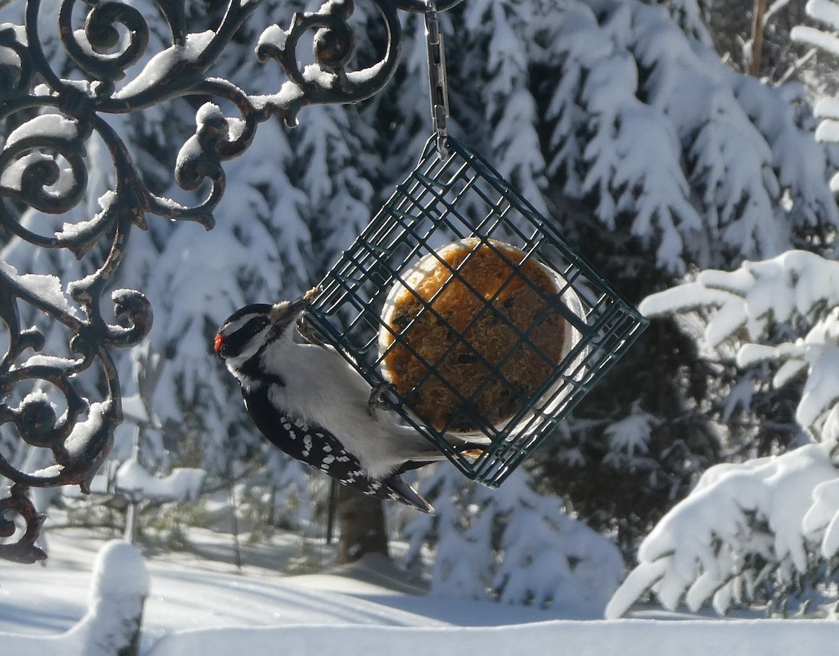 Hairy Woodpecker - Ruth Stewart