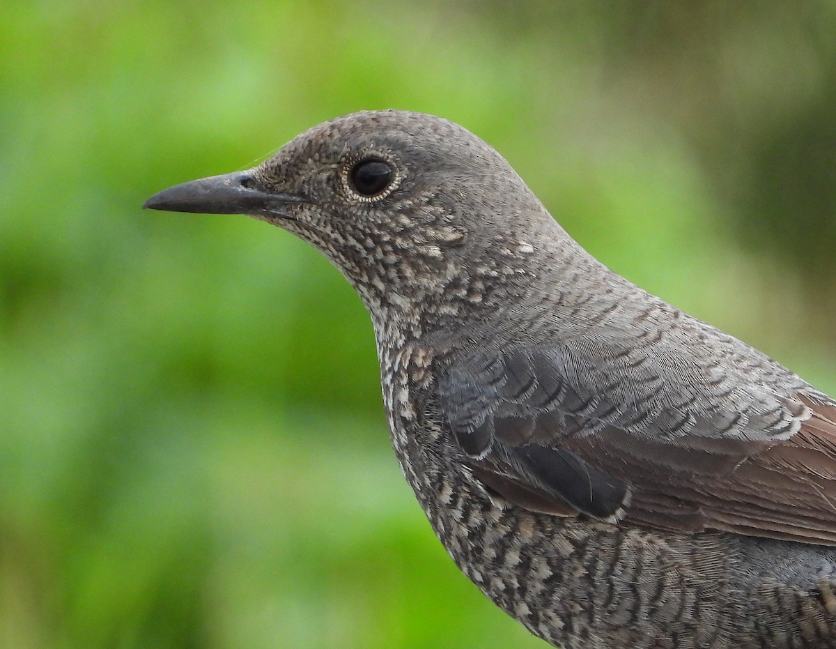 Blue Rock-Thrush - Gary Graves