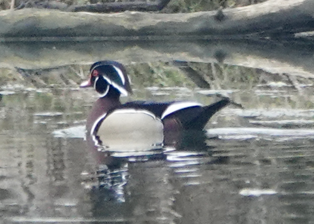 Wood Duck - ML616693713