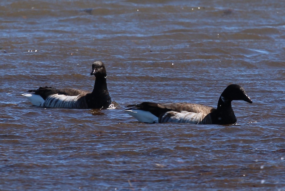 Brant - ML616693721