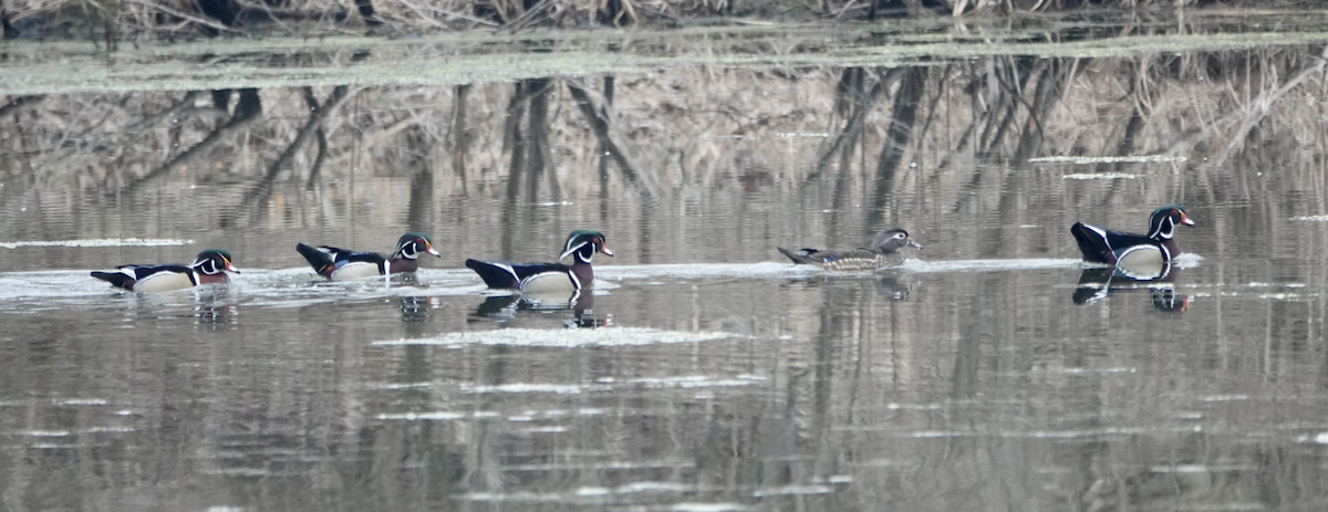 Wood Duck - ML616693734