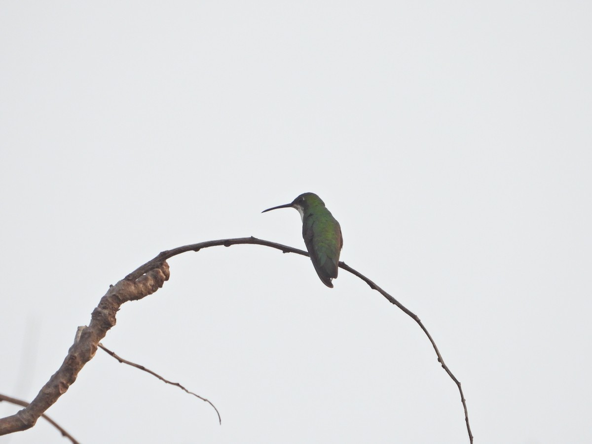 Black-throated Mango - ML616693750