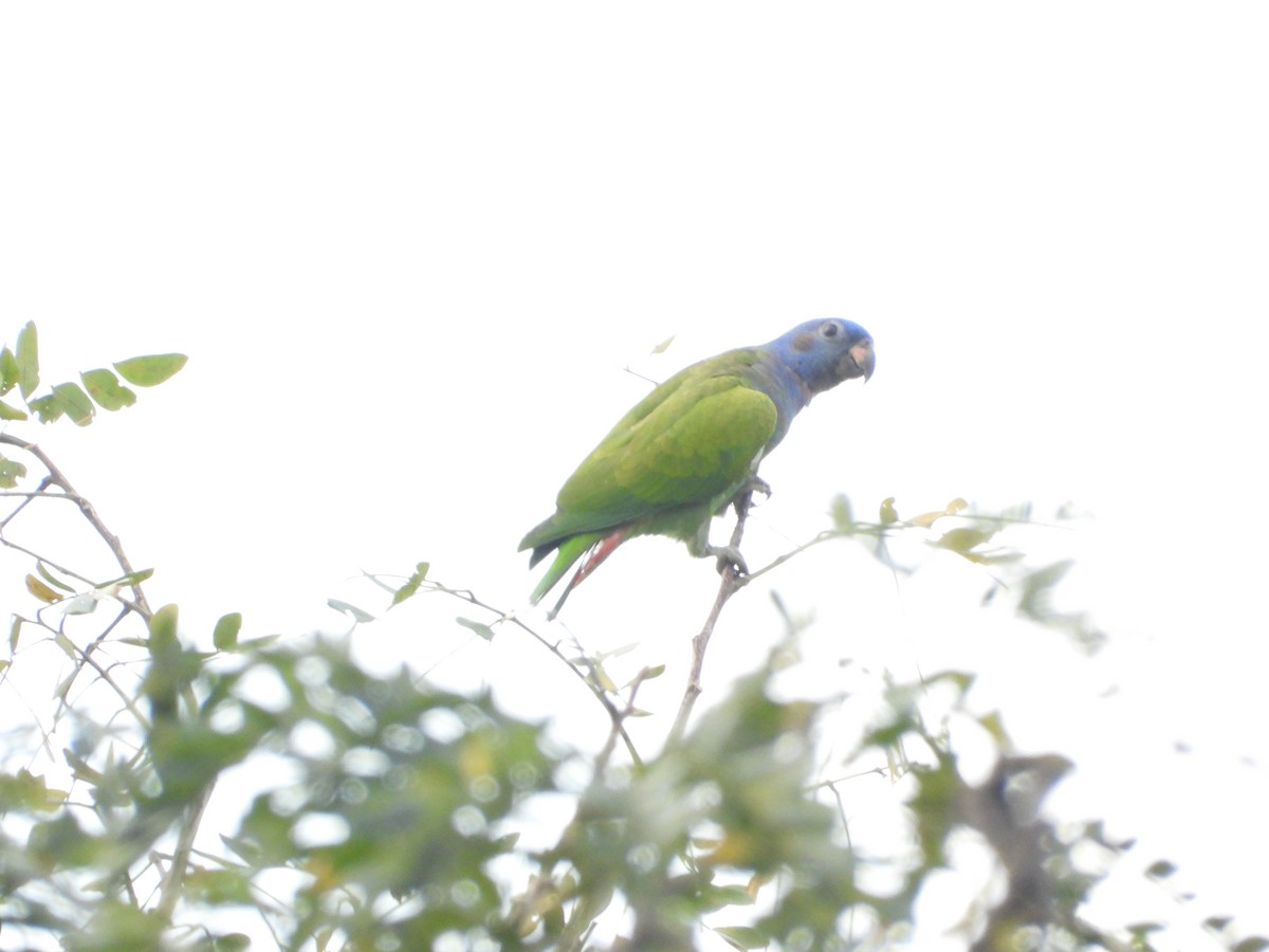 Blue-headed Parrot - Cristy Trujillo