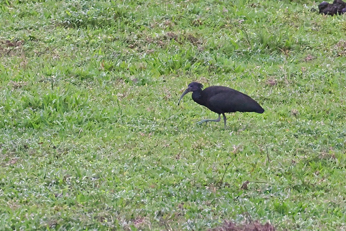 Green Ibis - ML616693822