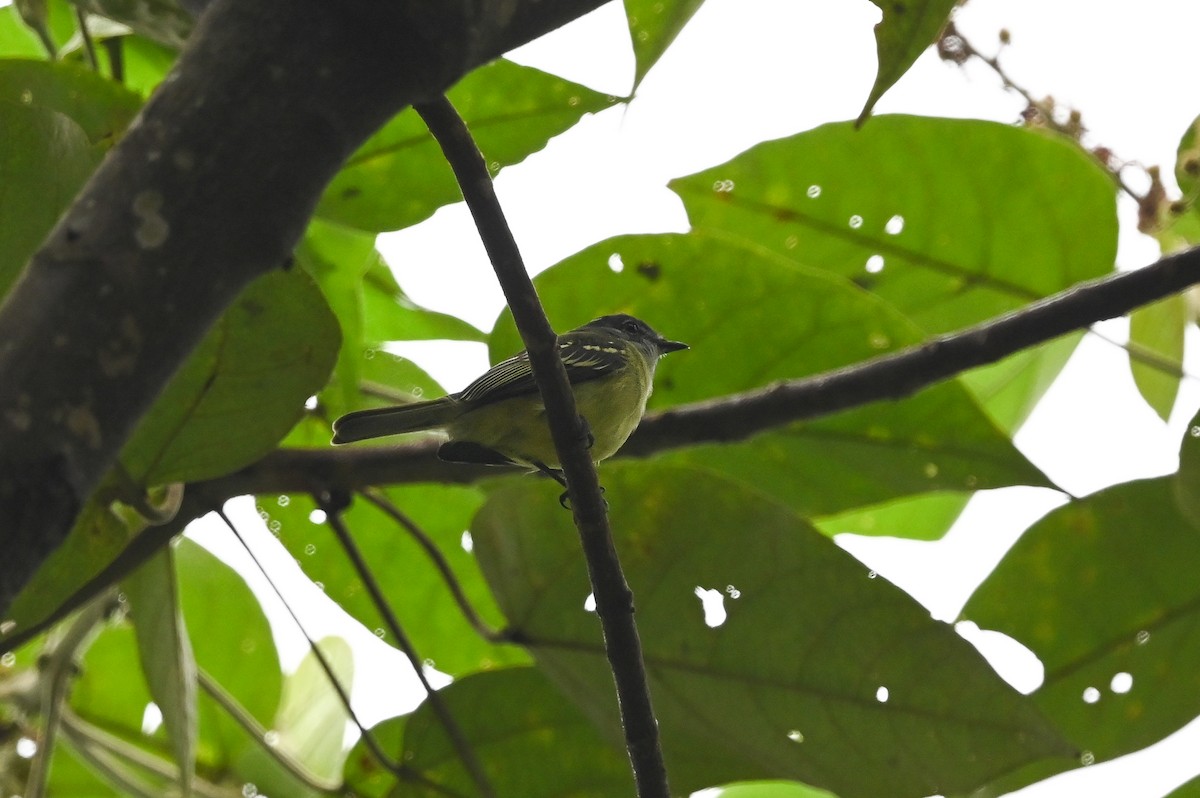 Slaty-capped Flycatcher (superciliaris) - Dan O'Brien