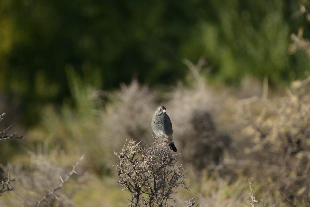 Mourning Sierra Finch - amy pickering