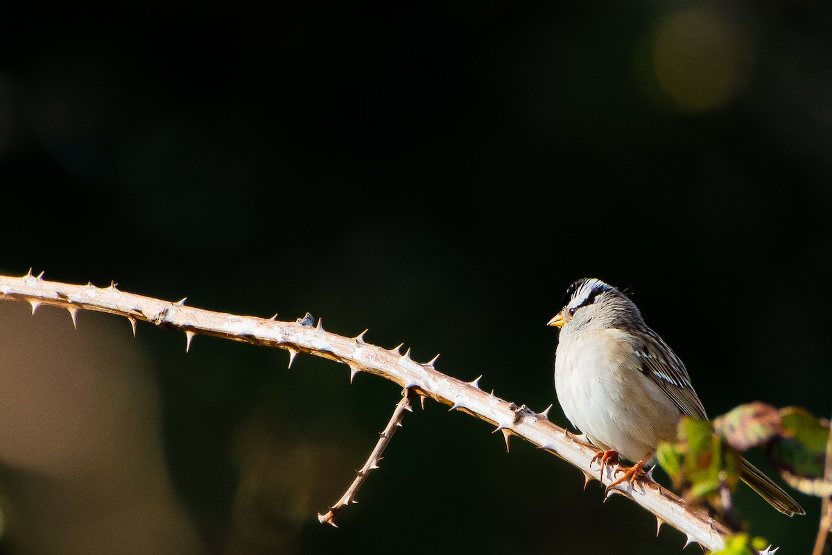 White-crowned Sparrow - Brandon Lloyd
