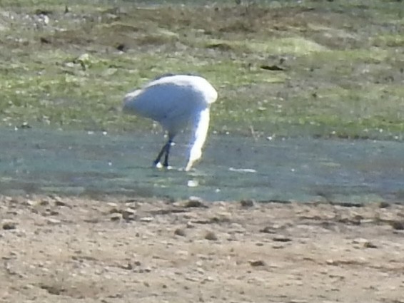 Great Egret - ML616693970