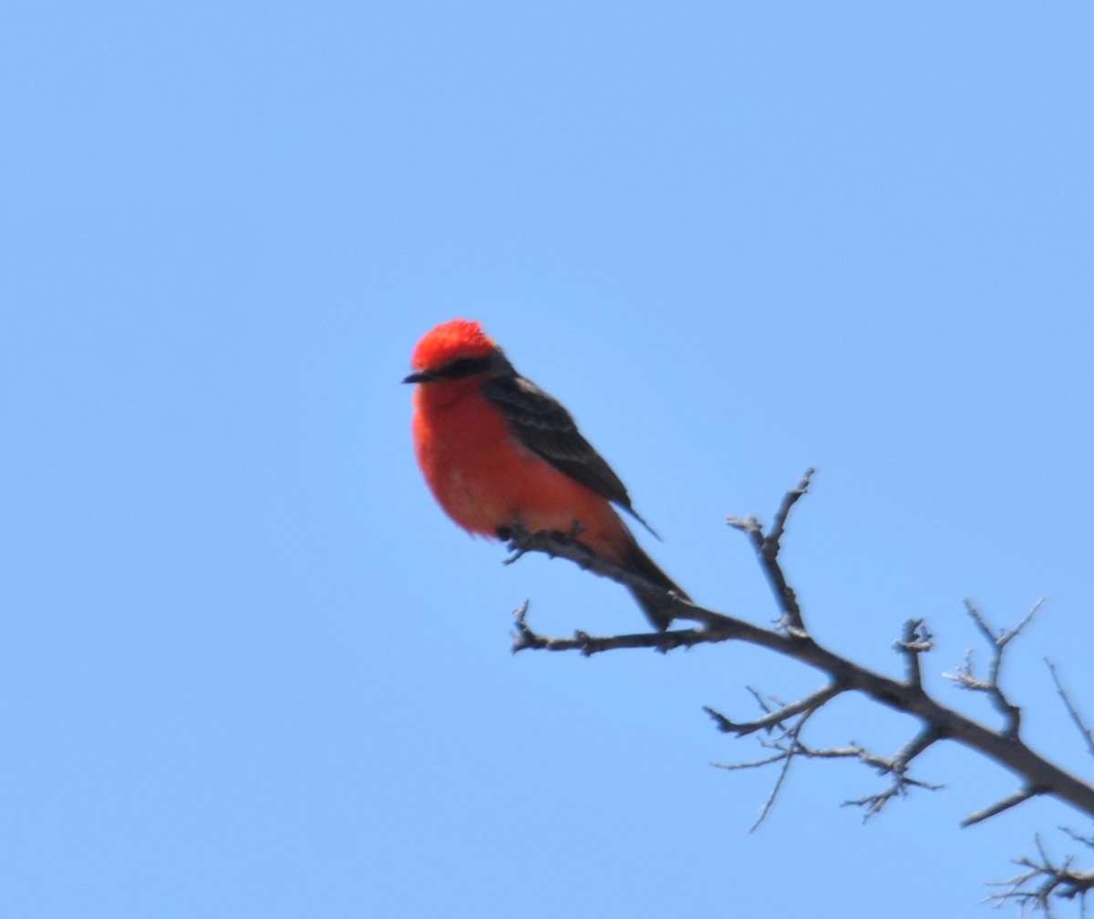 Vermilion Flycatcher - Doug Faulkner