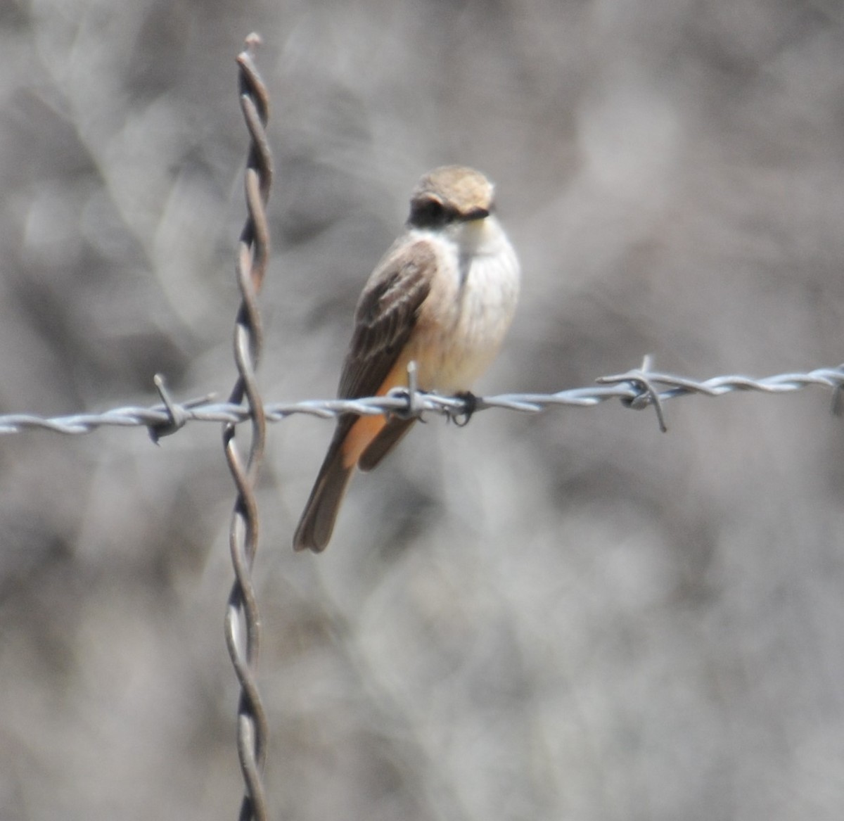 Vermilion Flycatcher - Doug Faulkner