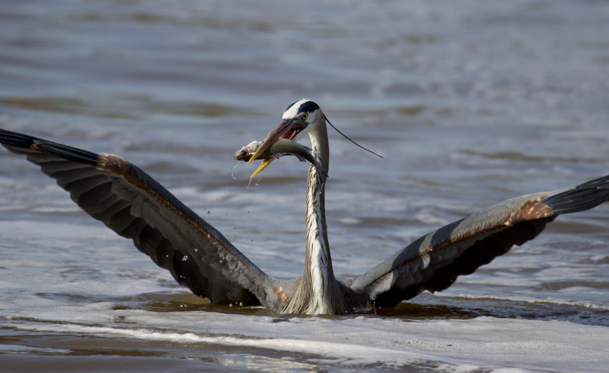 Great Blue Heron - ML616694037