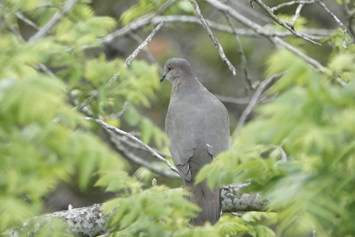 White-tipped Dove - ML616694065