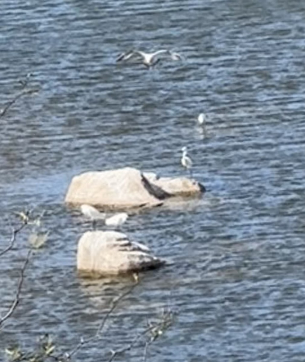 Snowy Egret - ML616694066