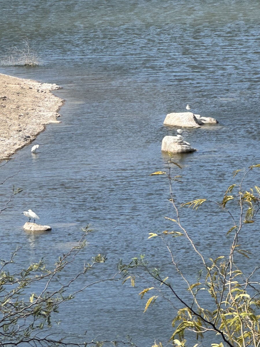 Snowy Egret - ML616694067