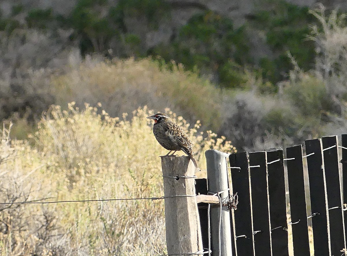 Long-tailed Meadowlark - ML616694087