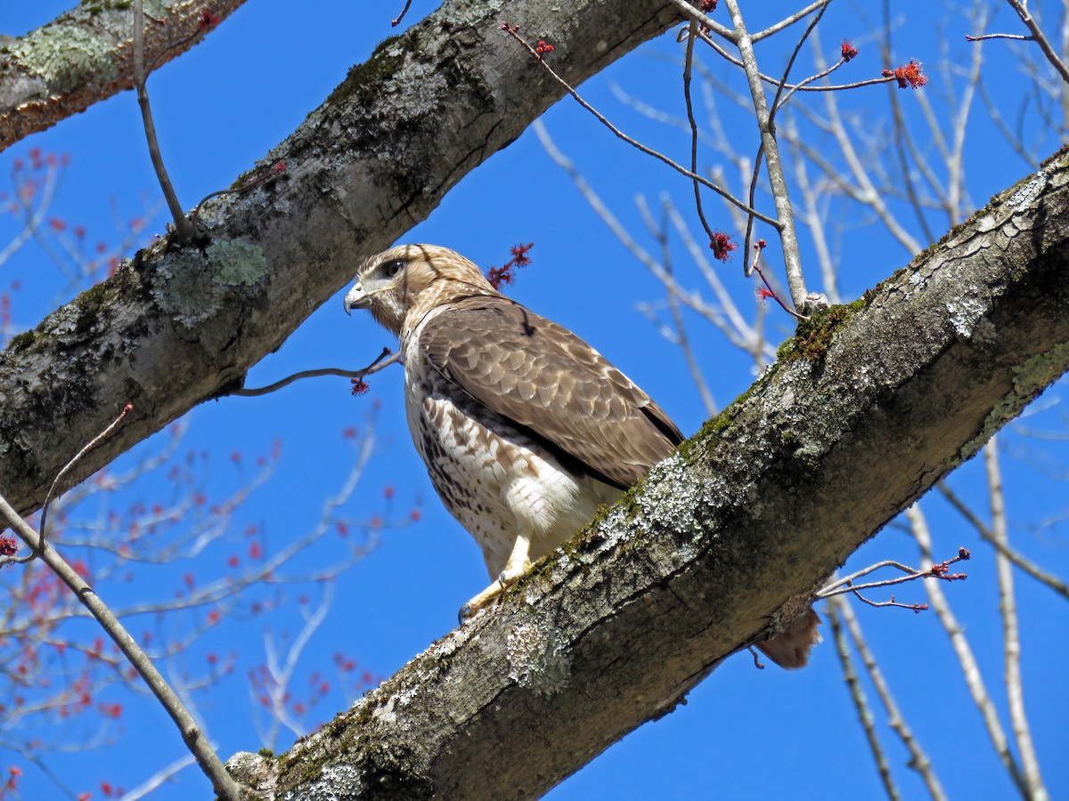 Red-tailed Hawk - ML616694126