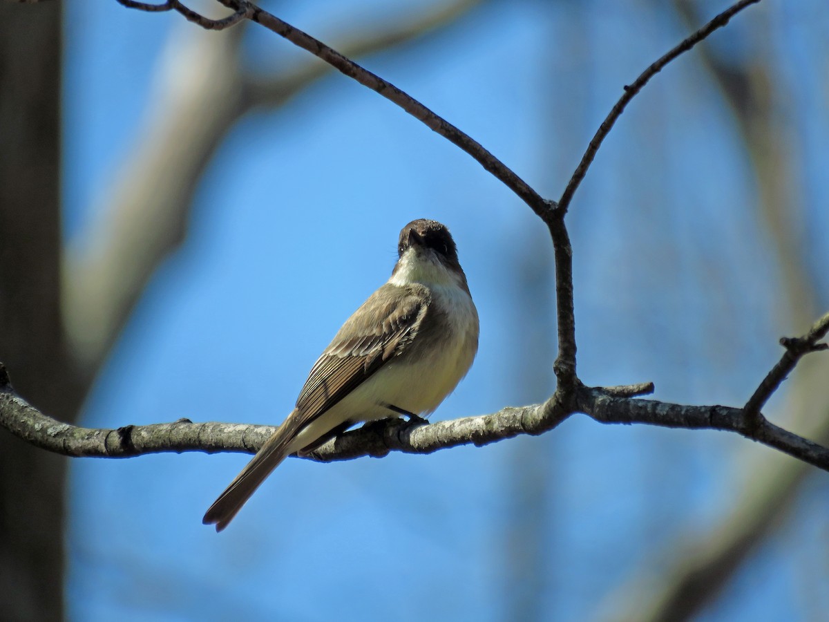 Eastern Phoebe - ML616694144