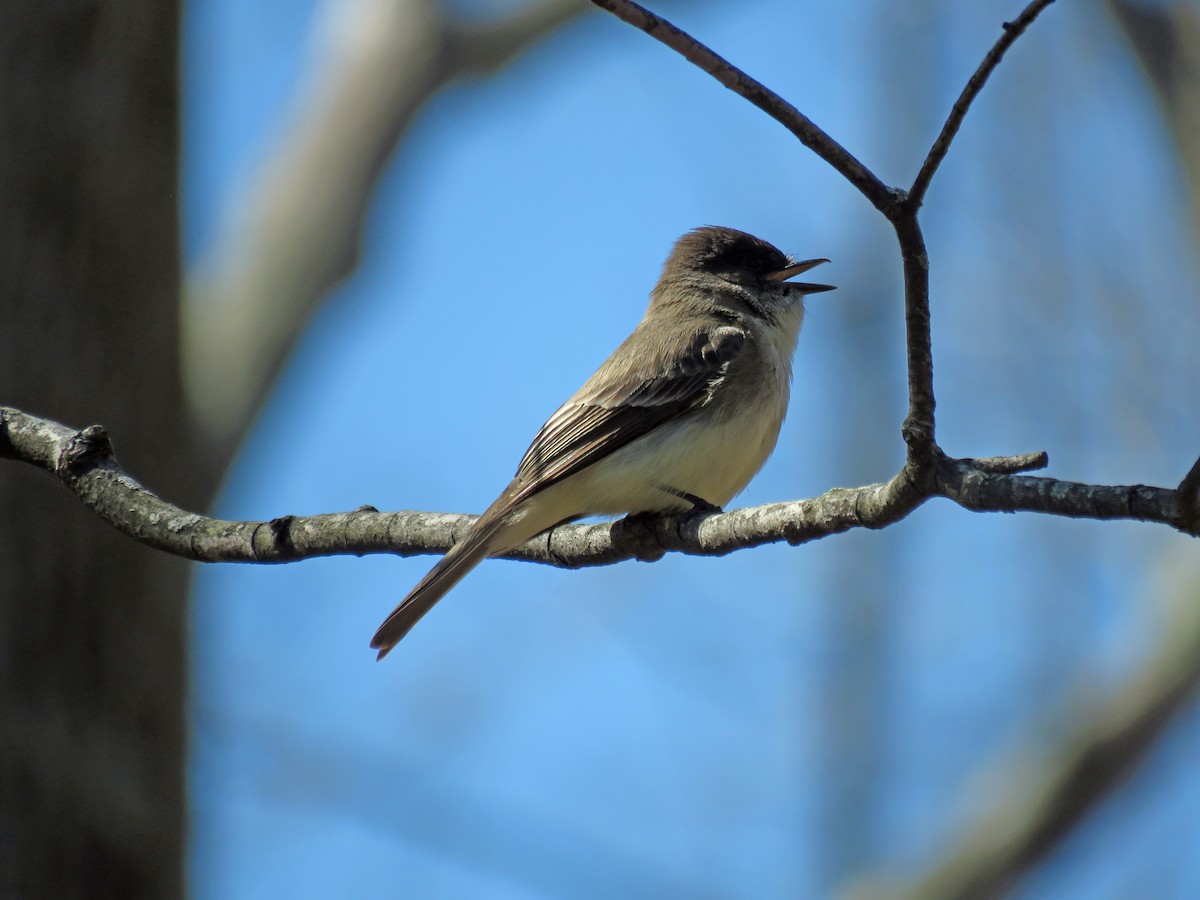 Eastern Phoebe - ML616694145