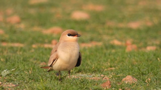 Small Pratincole - ML616694161