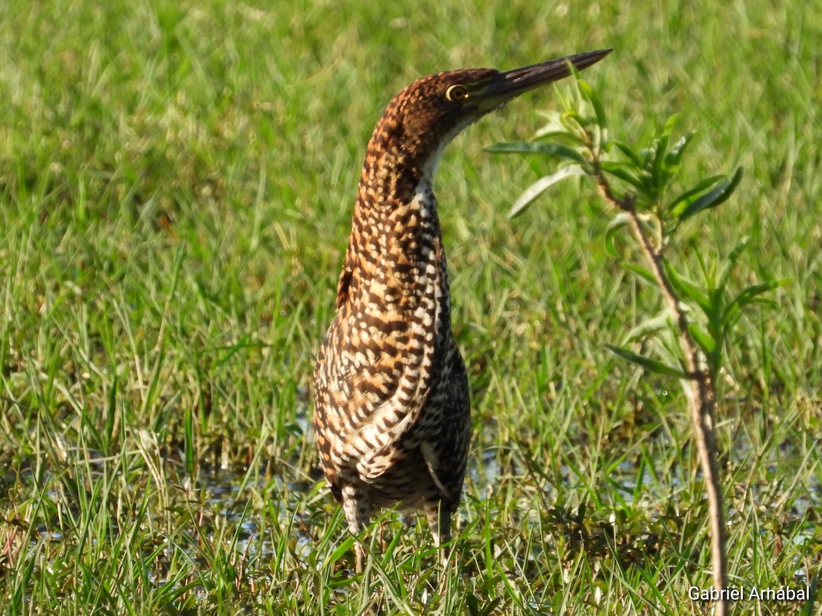 Rufescent Tiger-Heron - Gabriel Arnábal