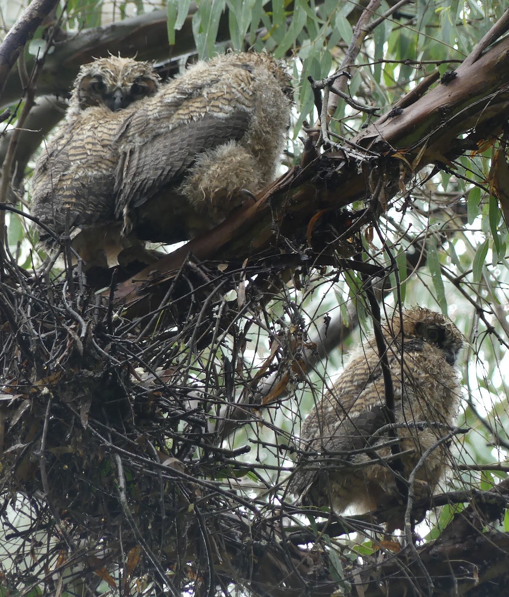 Great Horned Owl - ML616694194