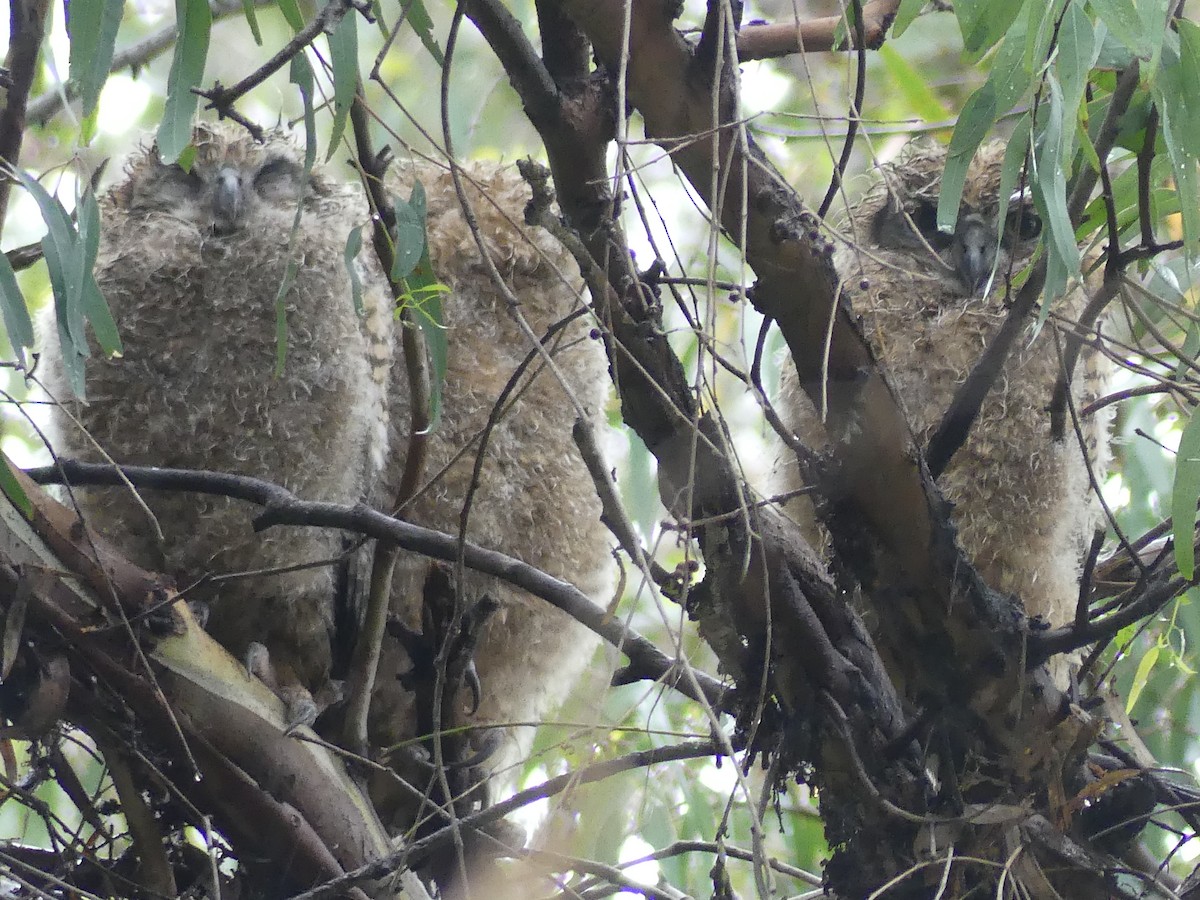 Great Horned Owl - ML616694196