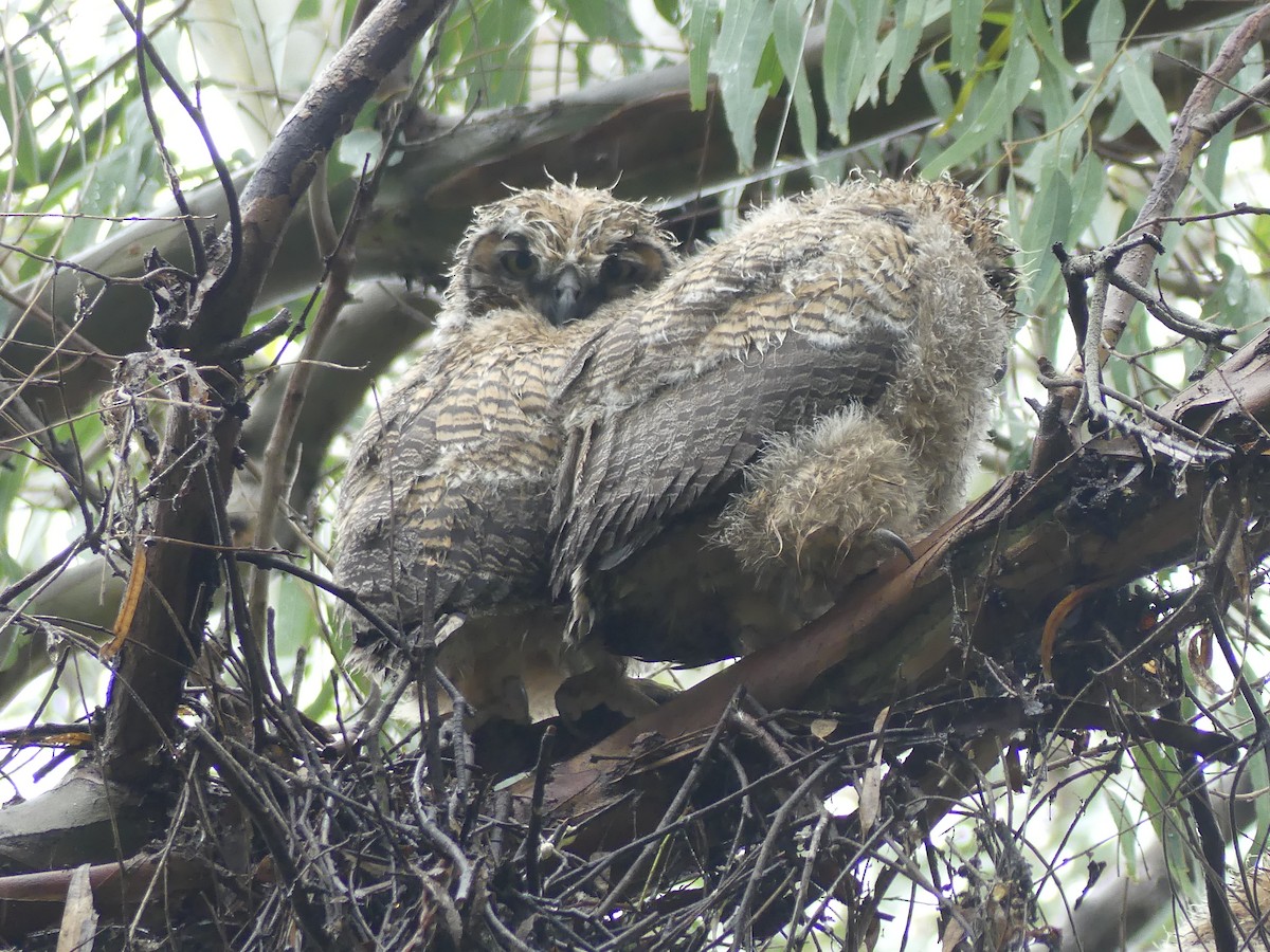 Great Horned Owl - ML616694197