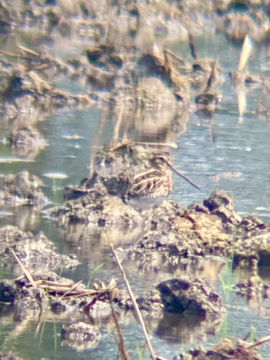 Common Snipe - Joe Corcoran