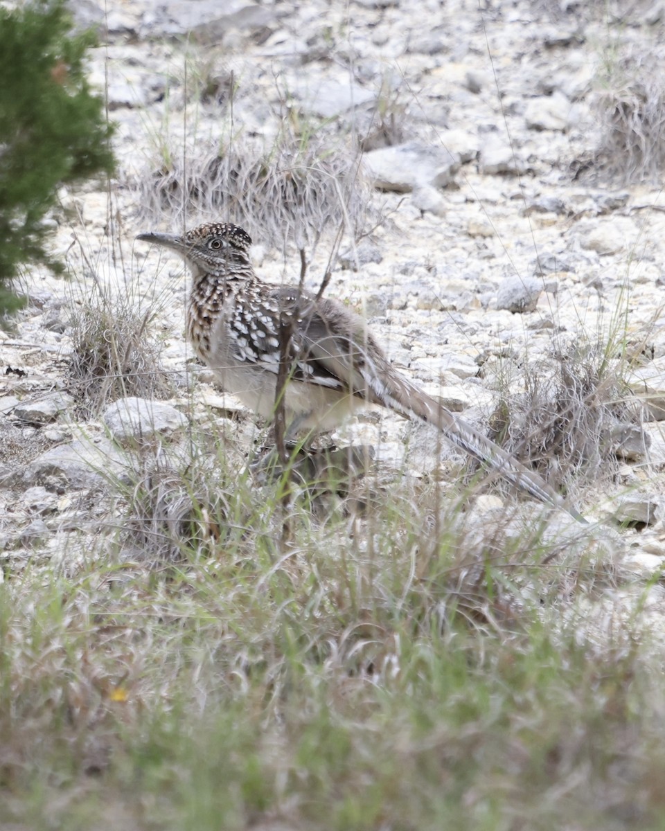 Greater Roadrunner - ML616694252