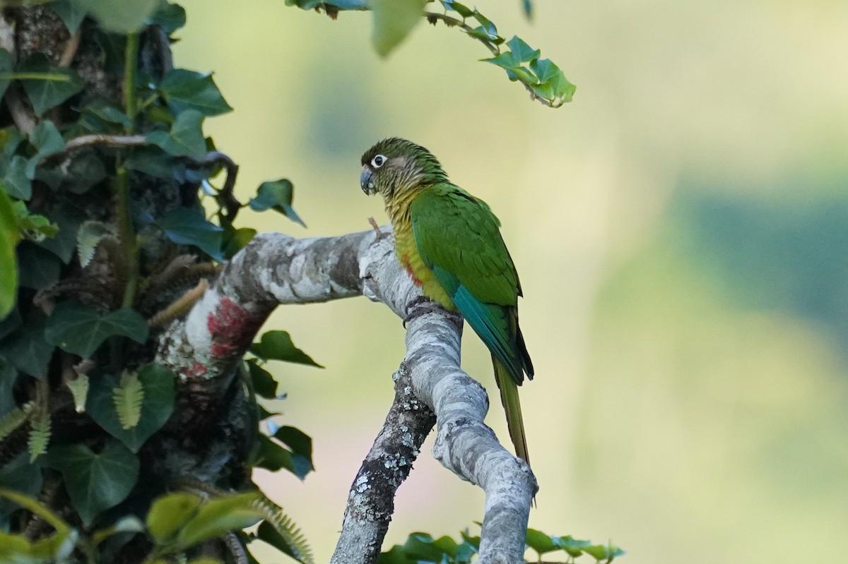 Maroon-bellied Parakeet (Maroon-tailed) - Cameron Eckert