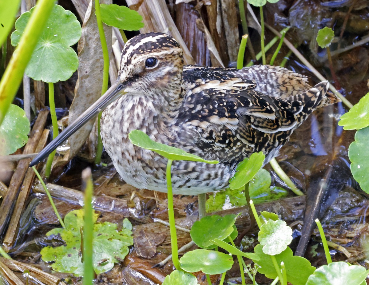 Wilson's Snipe - ML616694288