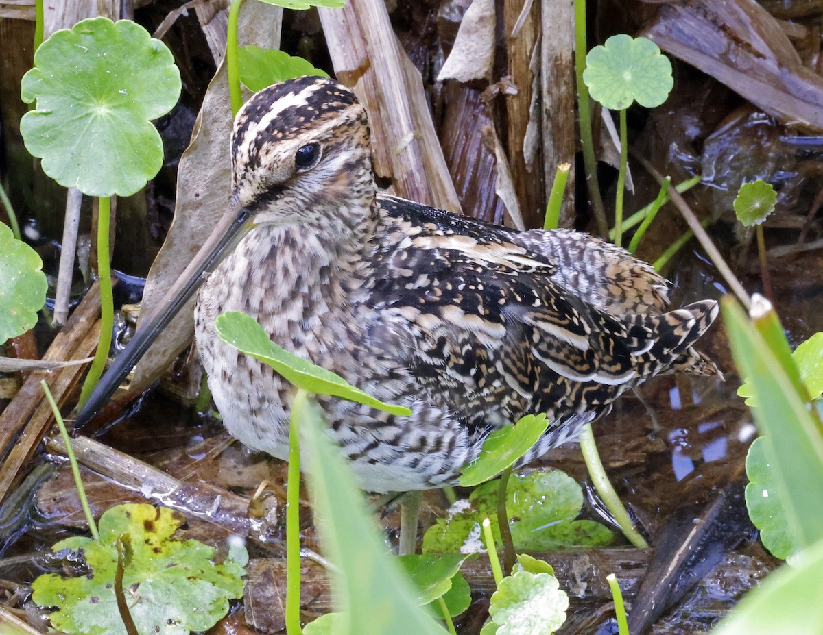 Wilson's Snipe - ML616694289