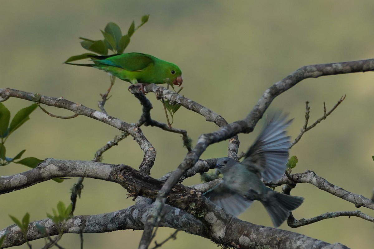 Plain Parakeet - Cameron Eckert