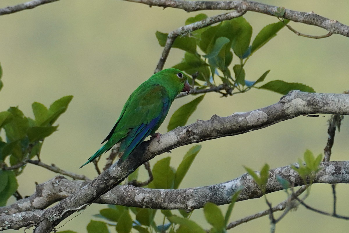 Plain Parakeet - Cameron Eckert