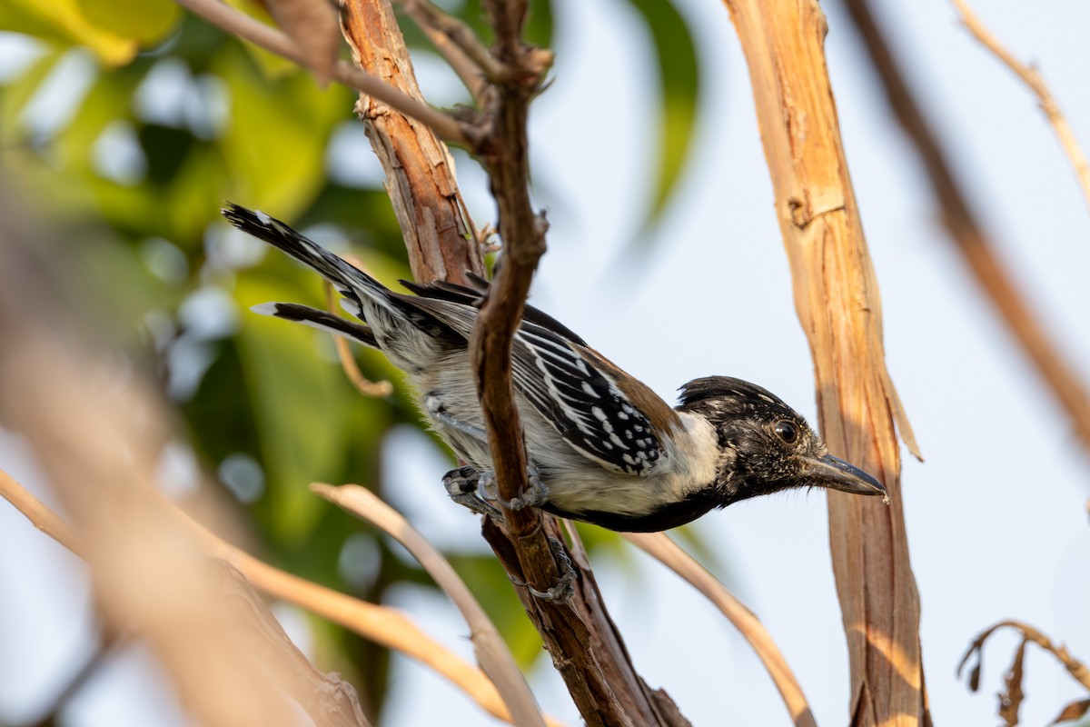 Black-crested Antshrike - ML616694333