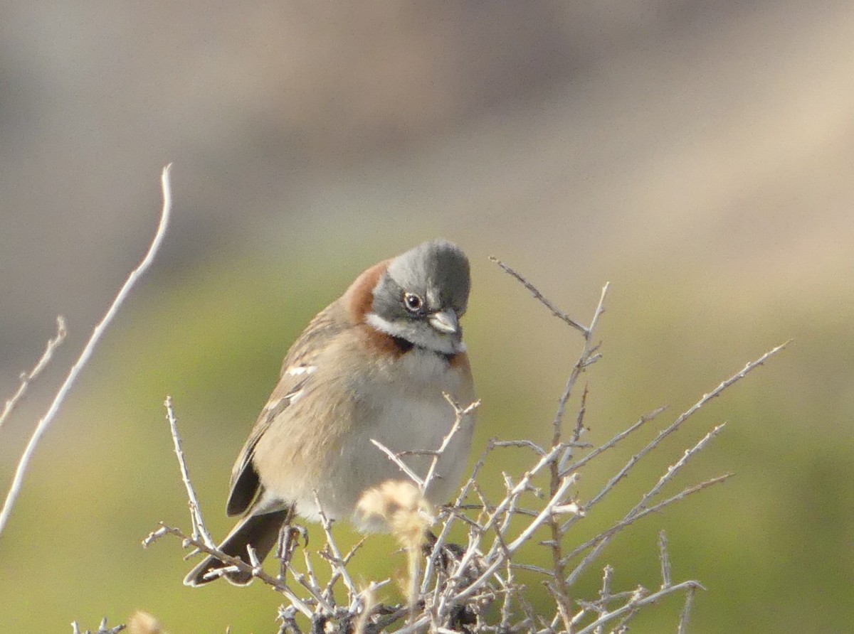 Rufous-collared Sparrow - amy pickering