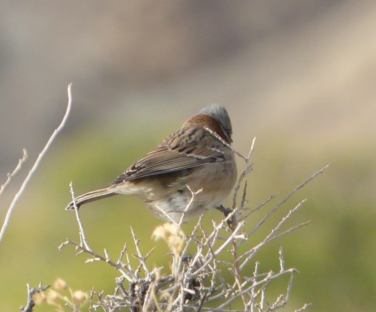 Rufous-collared Sparrow - amy pickering