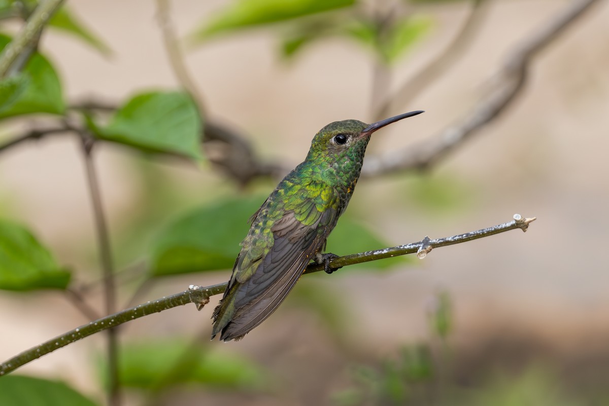 Glittering-throated Emerald - ML616694342