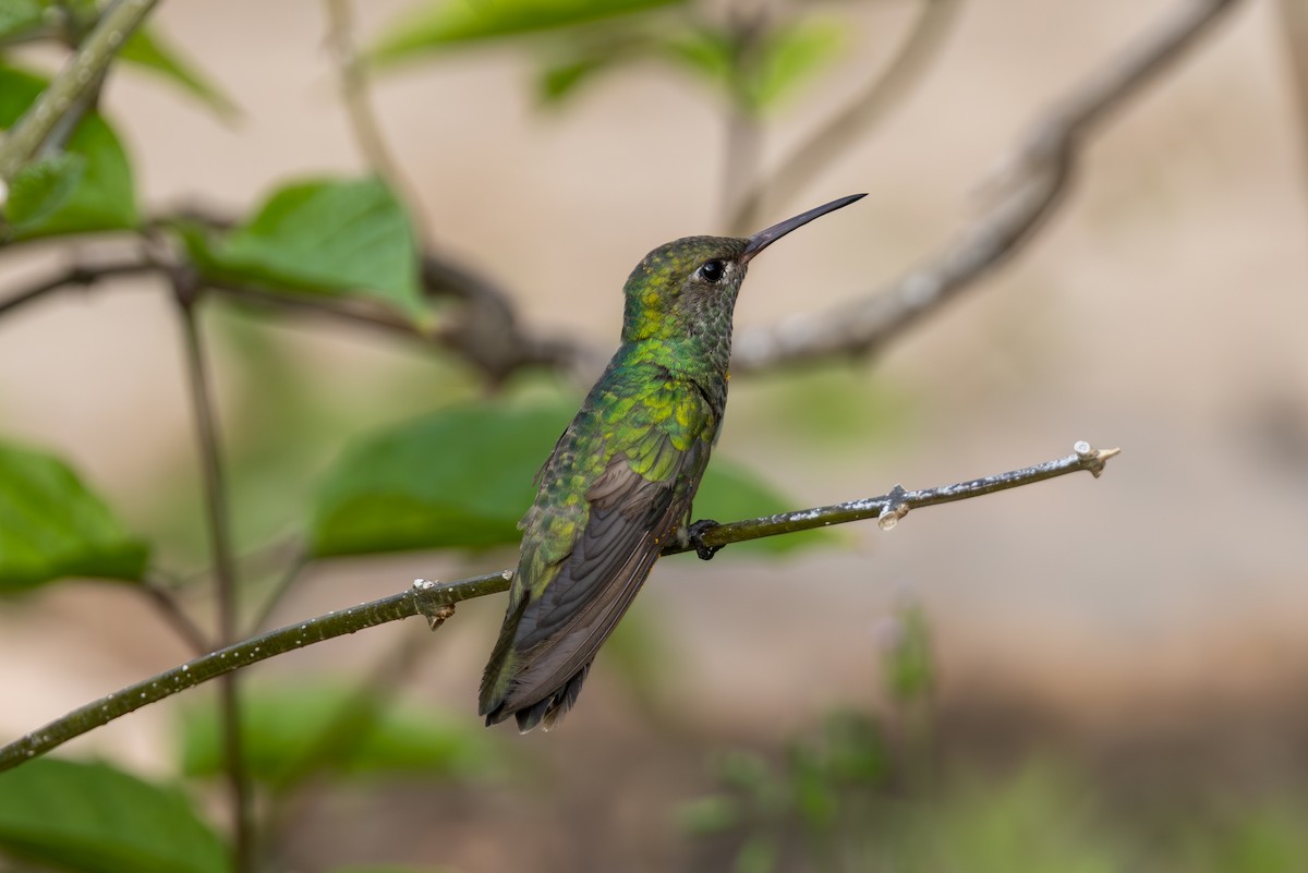 Glittering-throated Emerald - ML616694343