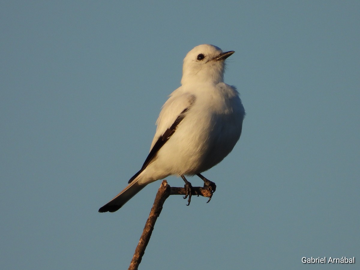 Monjita Blanca - ML616694351