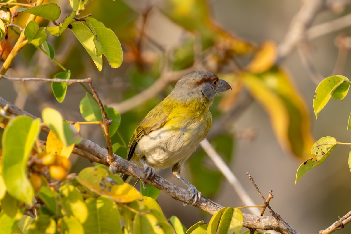 Rufous-browed Peppershrike - Mason Flint