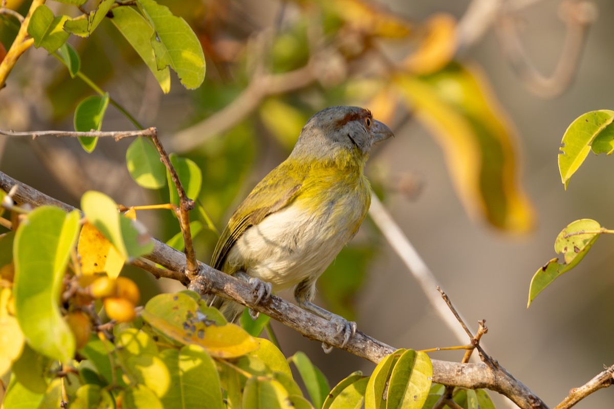 Rufous-browed Peppershrike - ML616694373