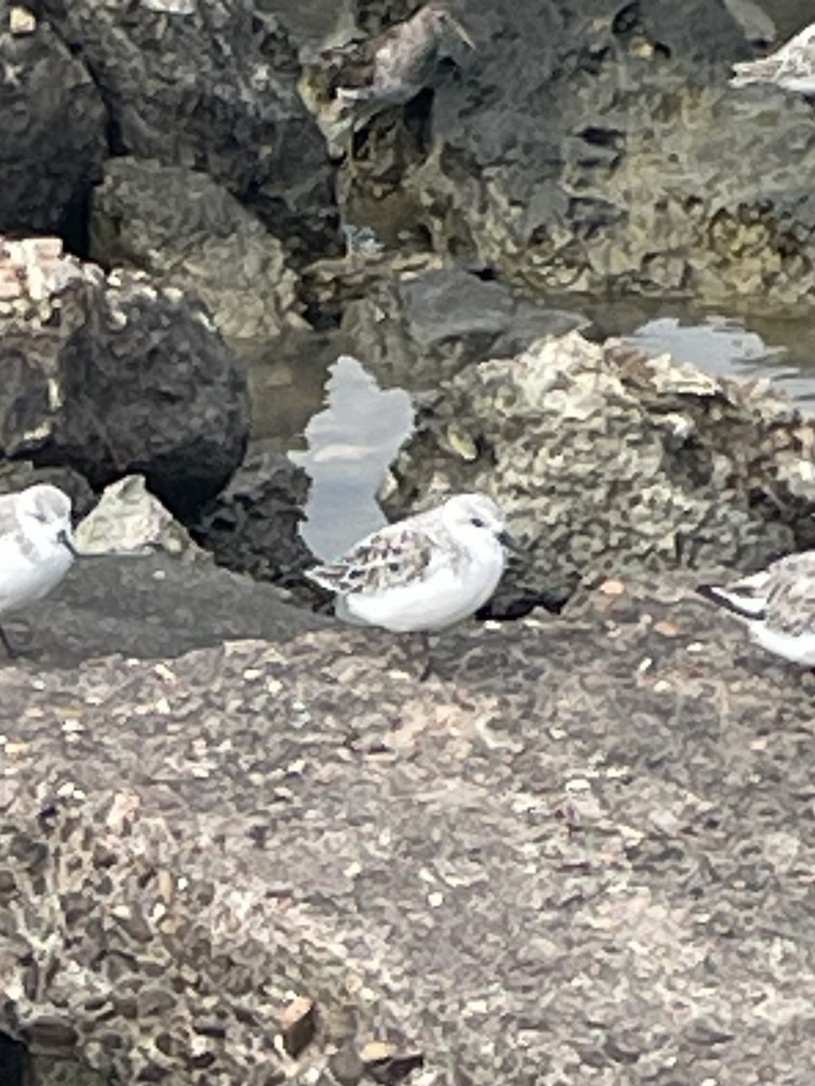 Purple Sandpiper - ML616694375