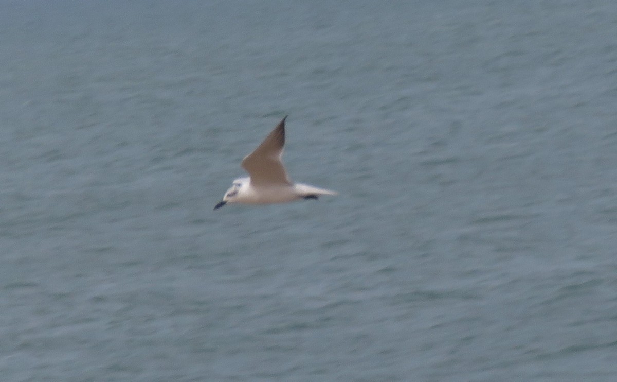 Gull-billed Tern - Kathryn Clouston