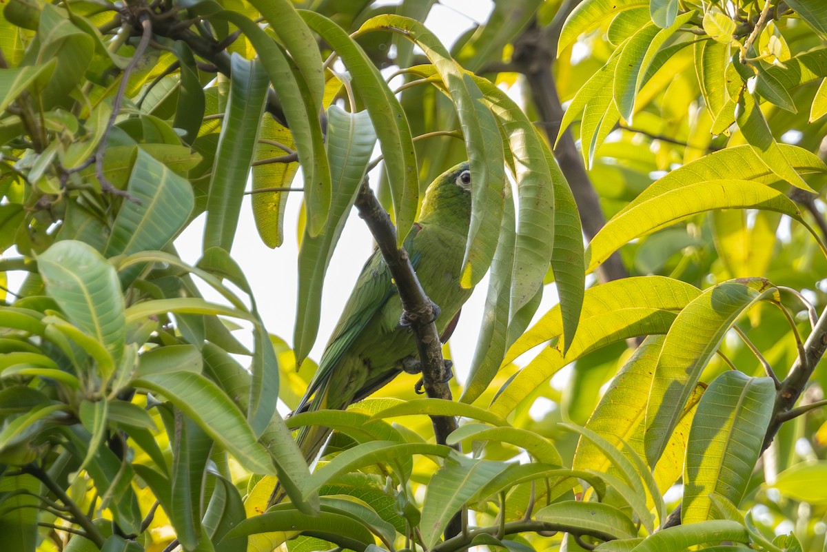 Red-shouldered Macaw - Mason Flint