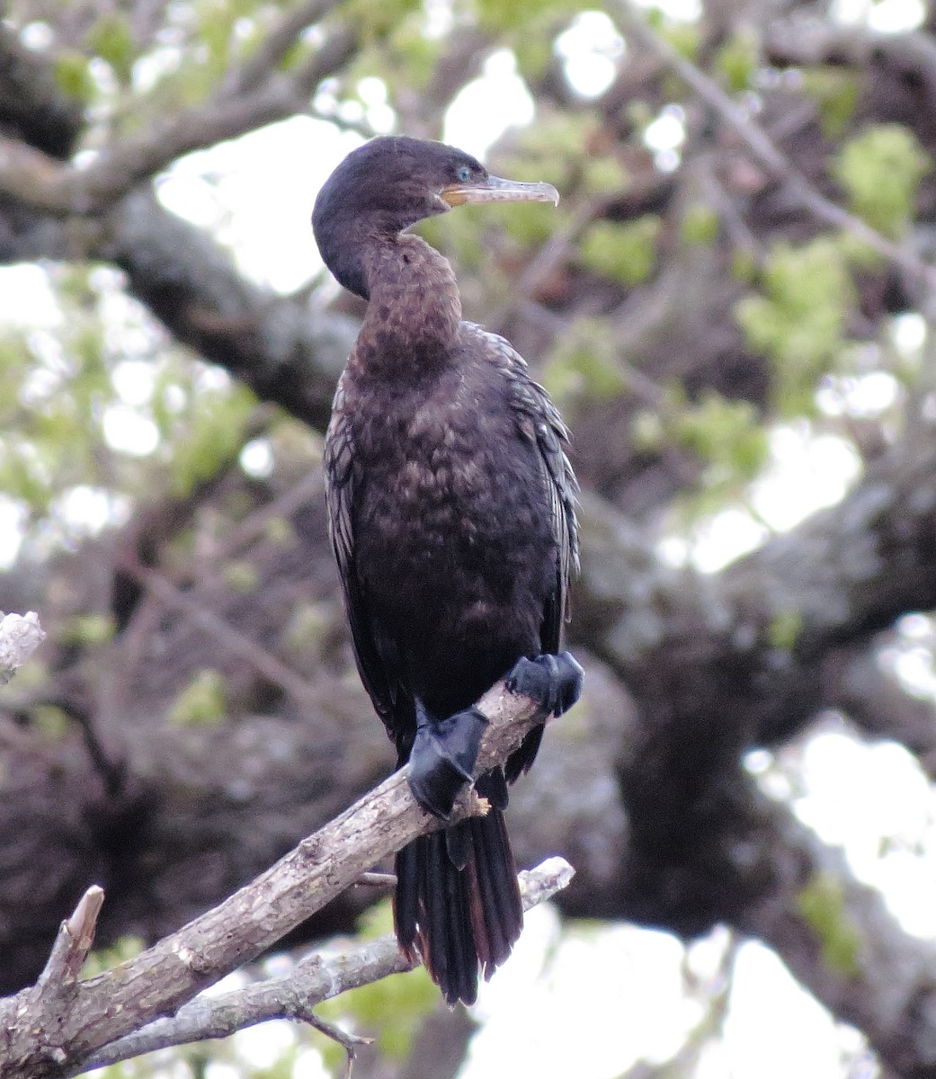 Neotropic Cormorant - ML616694520